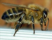 Un progetto per il recupero delle api nere siciliane