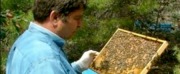“Antiossidanti 10 volte superiori alla media nel miele da api nere sicule”
