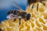 Foto dallo straordinario mondo delle api